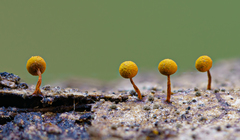 Physarum auriscalpium