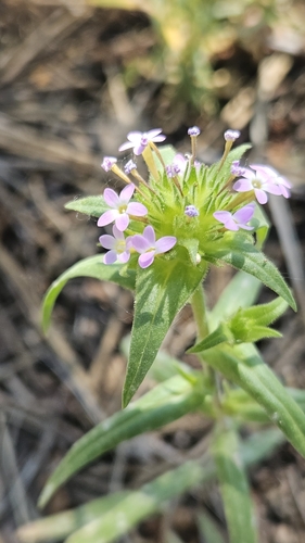 iNaturalist observation 2025-06-09