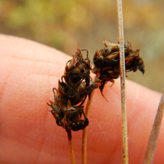 Carex duriuscula