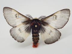 Hemileuca lucina