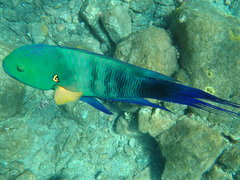 Cheilinus lunulatus