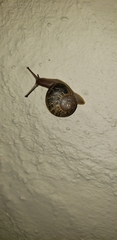 Cornu aspersum