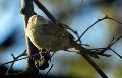 Phacellodomus sibilatrix