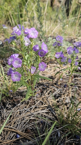 iNaturalist observation 2025-06-09