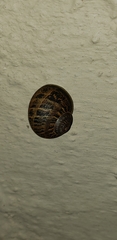 Cornu aspersum
