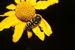 Acmaeodera decipiens