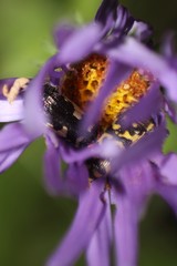 Acmaeodera decipiens