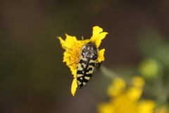 Acmaeodera decipiens