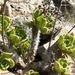 Aeonium smithii - Photo (c) Opuntia, μερικά δικαιώματα διατηρούνται (CC BY-SA)