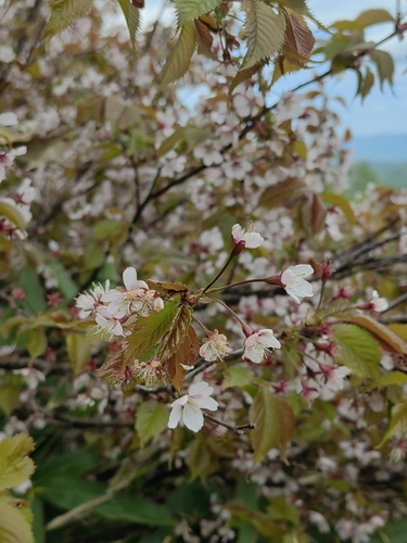 Cerasus sargentii iNat (3)