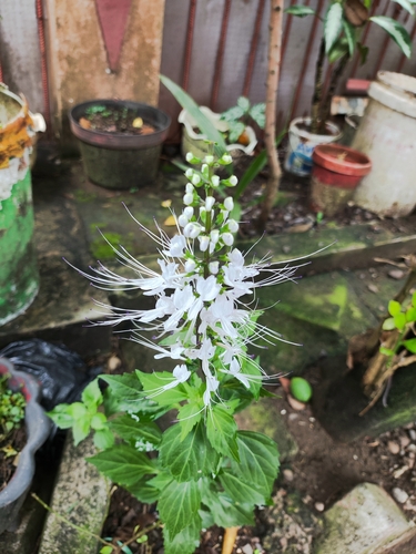 Orthosiphon aristatus