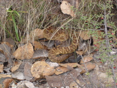 Crotalus molossus