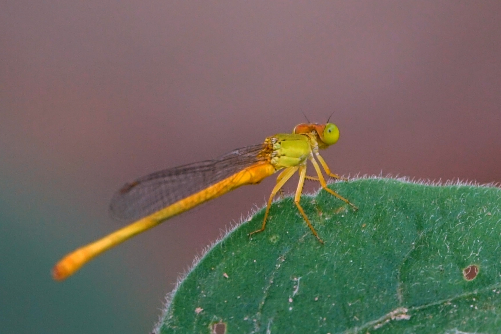 Coromandel Marsh Dart