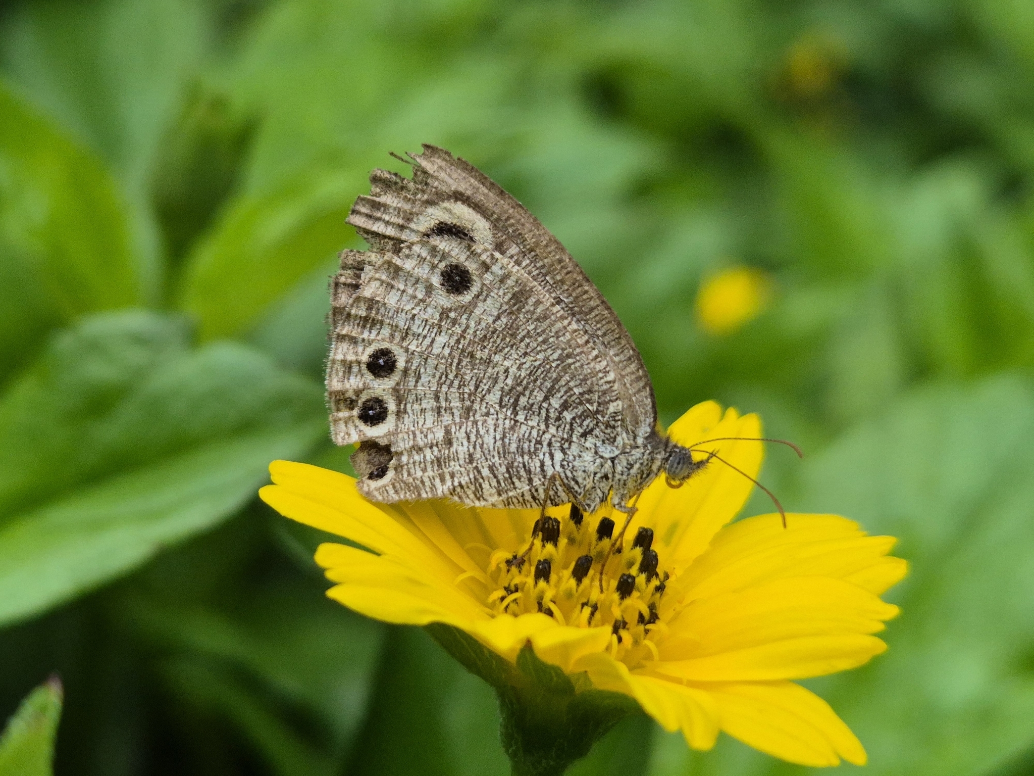 Common Four-Ring
