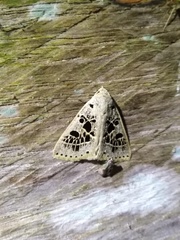 Herminodes atrosignata