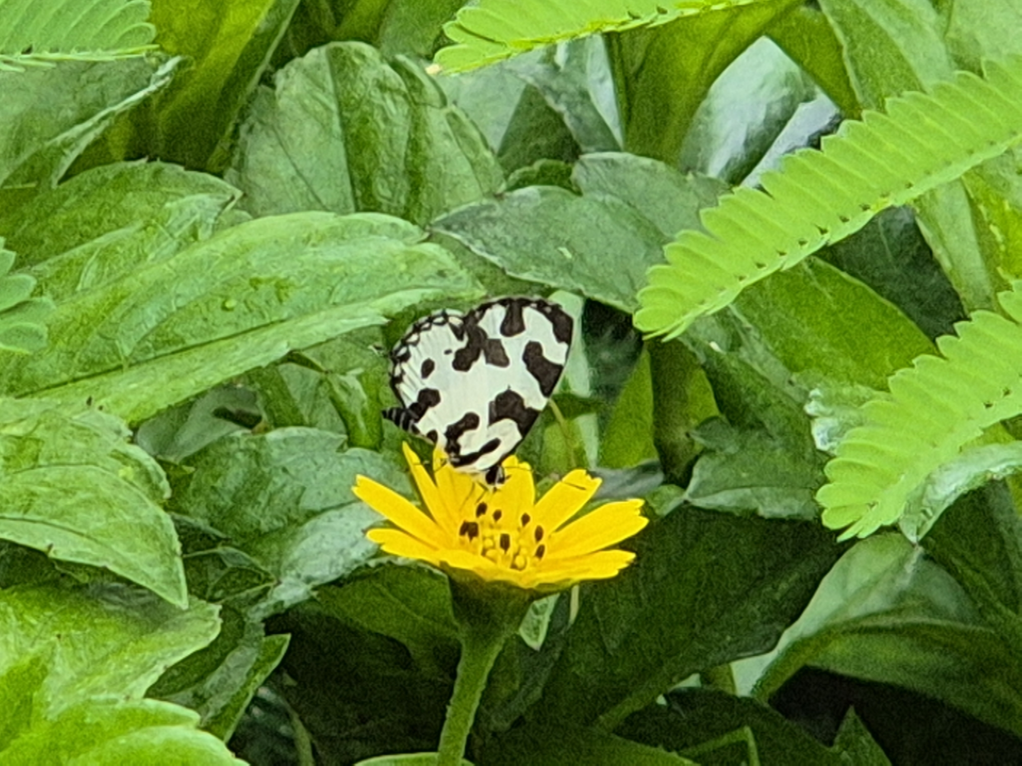 Angled Pierrot