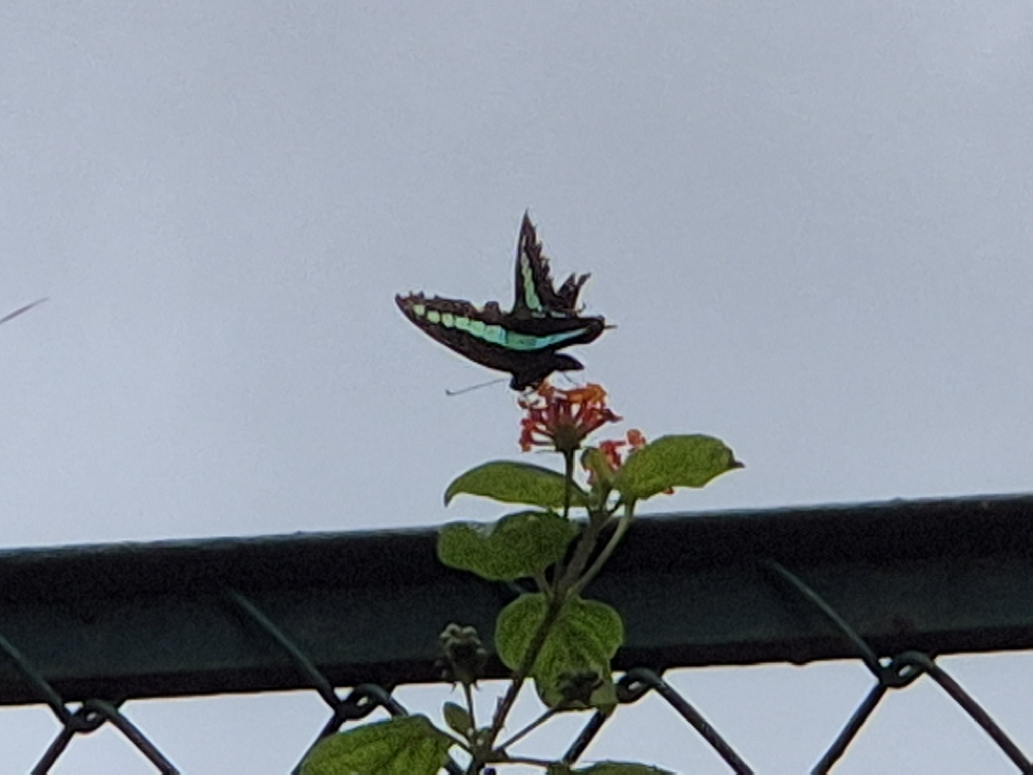 Narrow-Banded Bluebottle