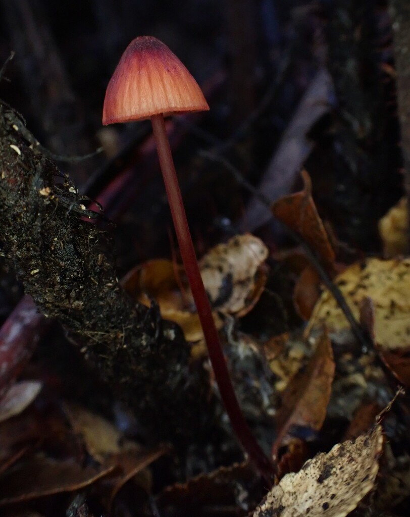 Mycena toyerlaricola