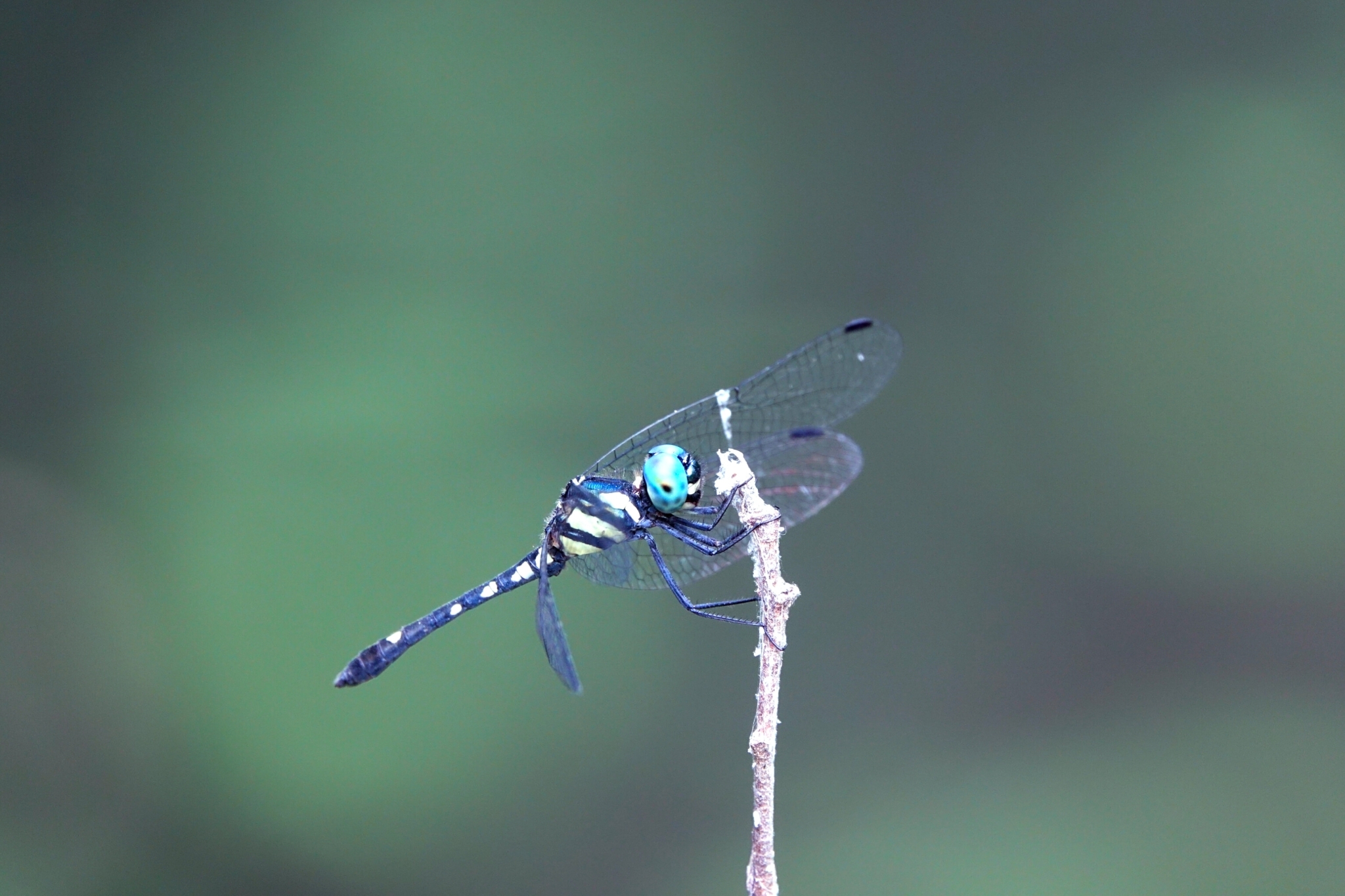 Pigmy Skimmer
