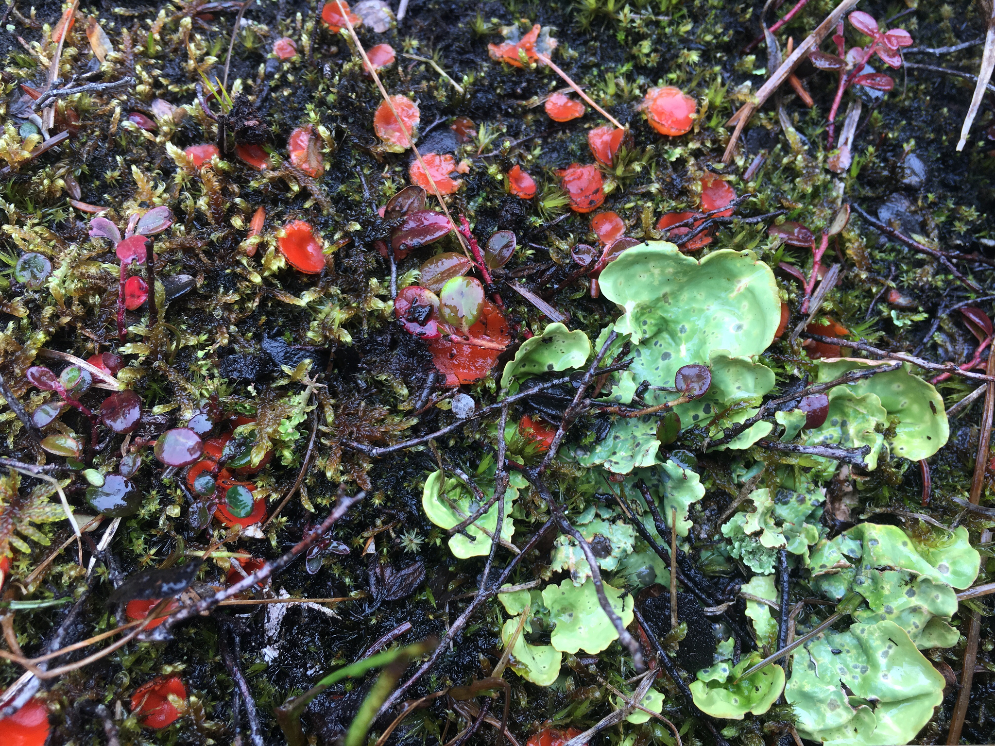 Nephroma arcticum image