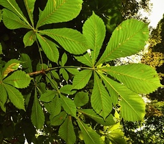 Aesculus hippocastanum