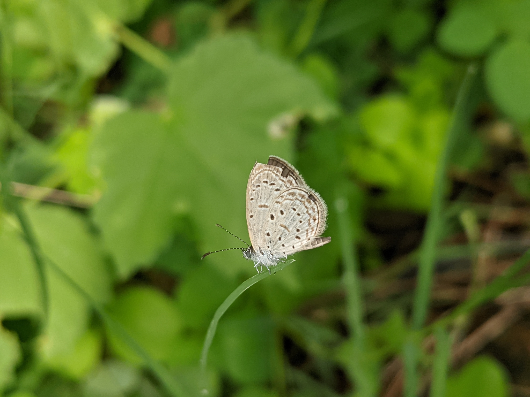 Tiny Grass Blue