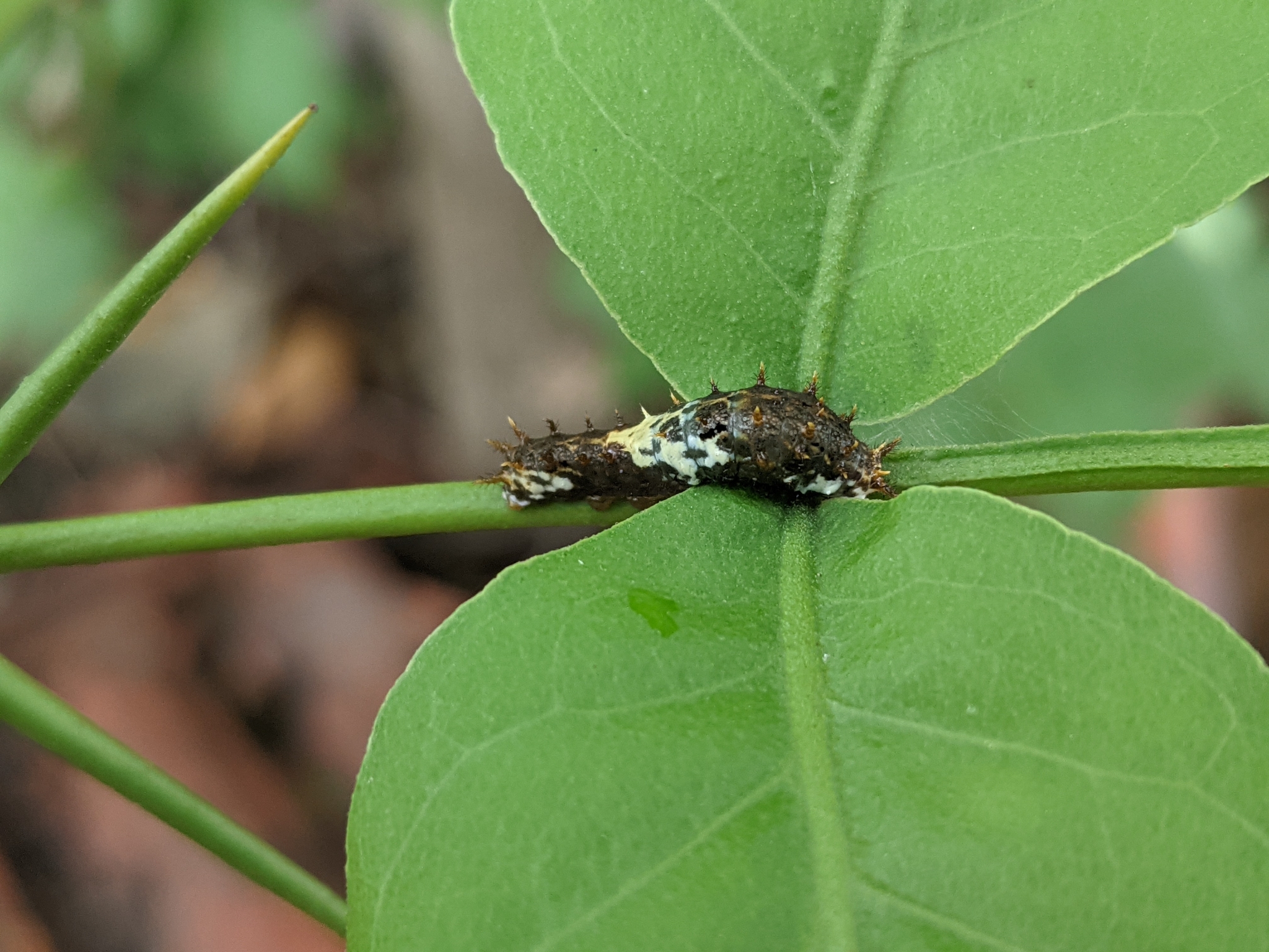 Lime Swallowtail