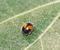 Diomus notescens