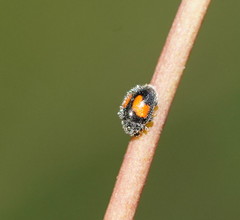 Diomus notescens