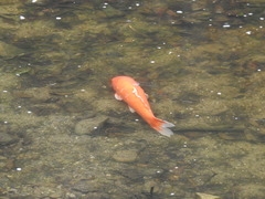 Cyprinus rubrofuscus
