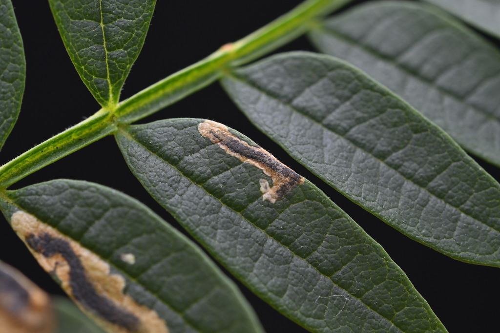 jacaranda leaf-miner