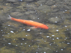 Cyprinus rubrofuscus