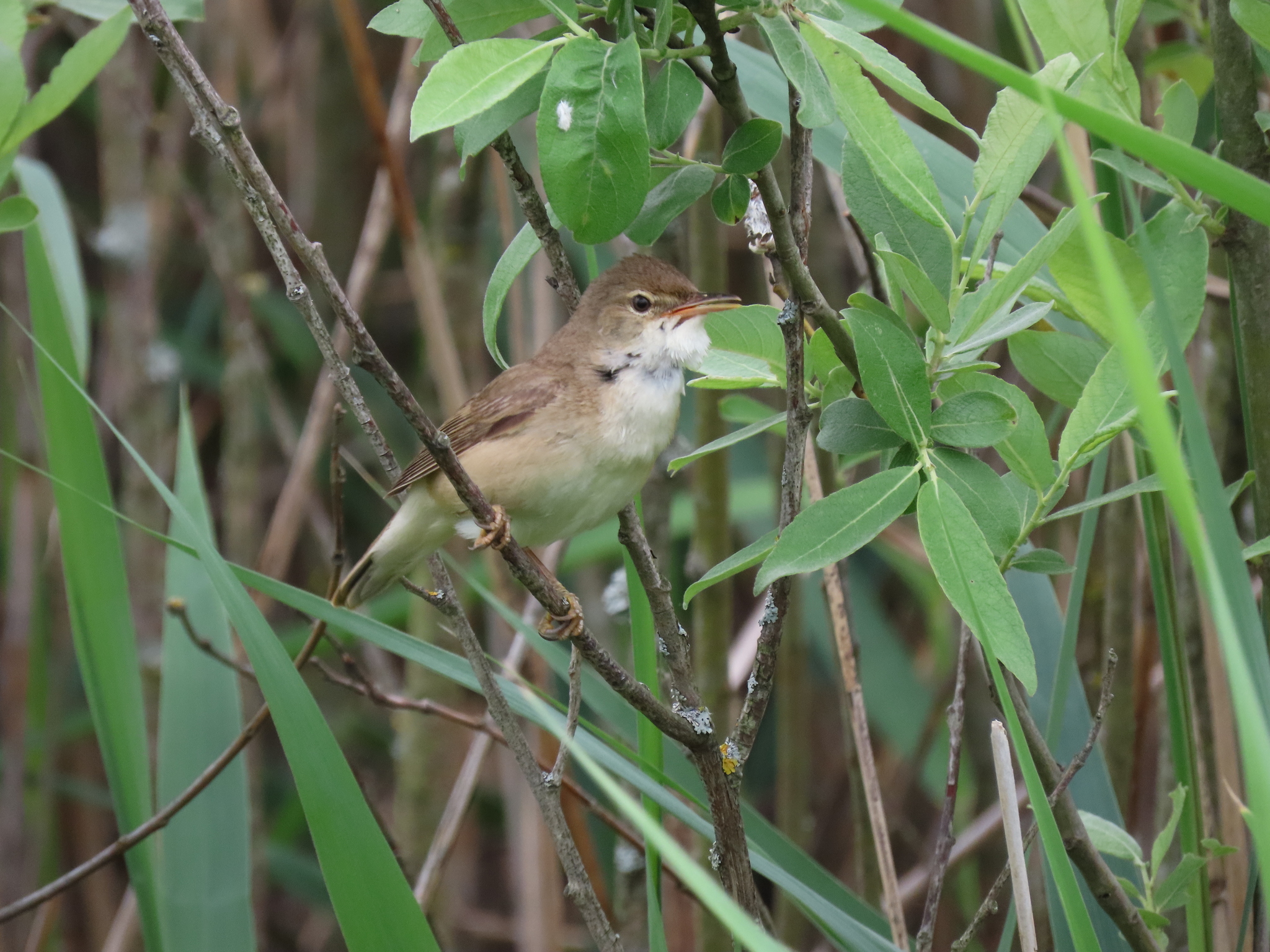 Common Reed Warbler (Acrocephalus scirpaceus)