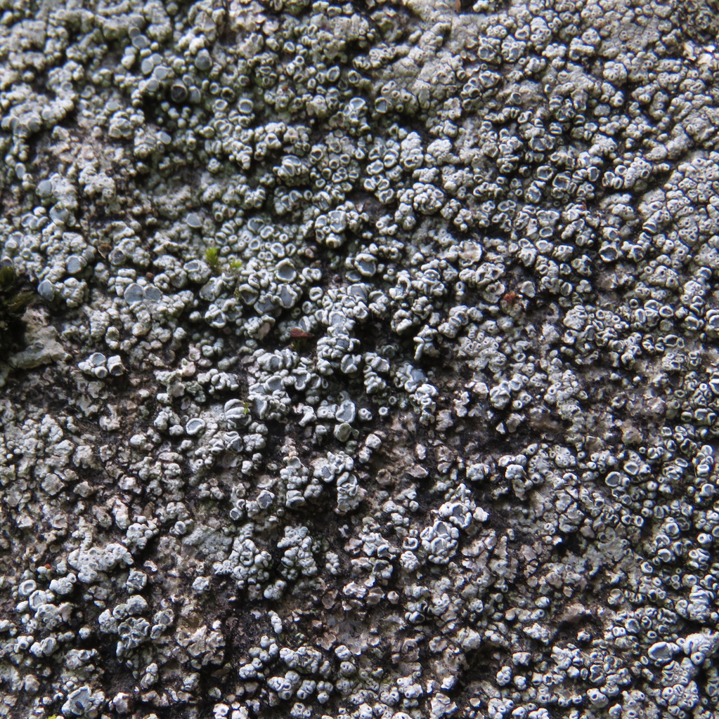 Smoky Rim Lichen