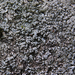 Lecanora cenisia - Photo (c) Rob Curtis, algunos derechos reservados (CC BY-NC-SA), subido por Rob Curtis