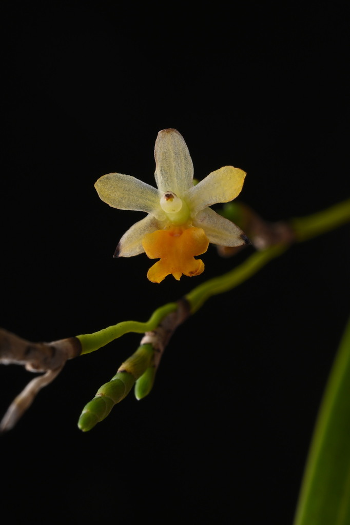 Earina aestivalis