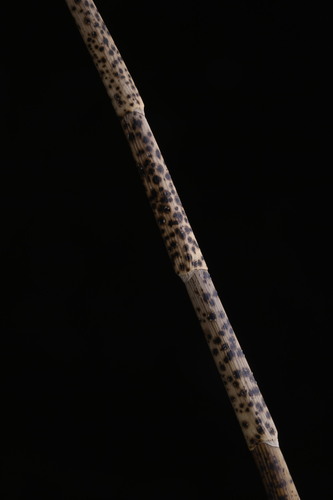 Earina aestivalis, photograph 4
