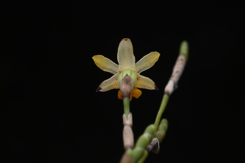 Earina aestivalis, photograph 2