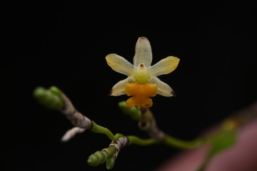 Earina aestivalis, photograph 5