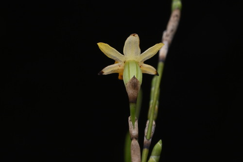 Earina aestivalis, photograph 6