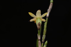 Earina aestivalis, photograph (c) Saryu Mae 前 朝琉, some rights reserved (CC BY)