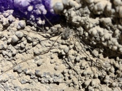 Leptobunus parvulus