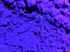 Leptobunus parvulus