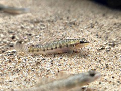 Phuket Zipper Loach photo 2