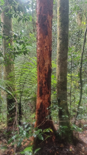 Syzygium papyraceum, photograph 4