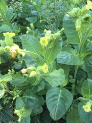 Nicotiana rustica