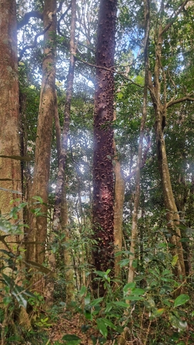Agathis atropurpurea observed 2025-06-12