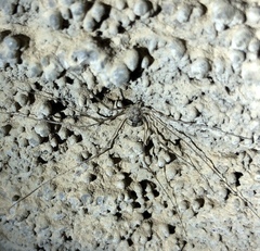 Leptobunus parvulus