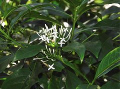 Pavetta hongkongensis