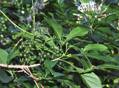 Pavetta hongkongensis